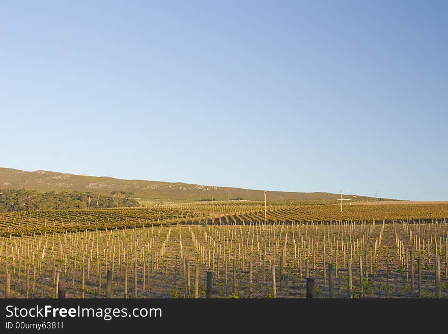 Vineyards Of South Africa