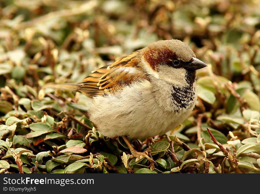 Close-up on a single sparrow