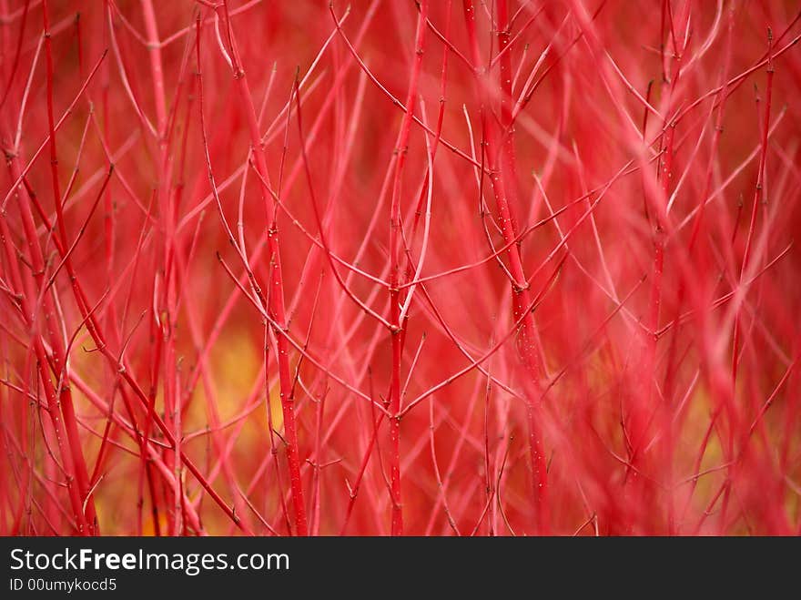 Pink pattern, close-up of a bush