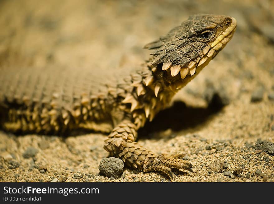 Photo of beautiful lizard sungazer in captivity. Photo of beautiful lizard sungazer in captivity