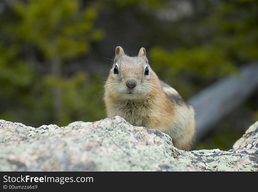 Ground Squirrel