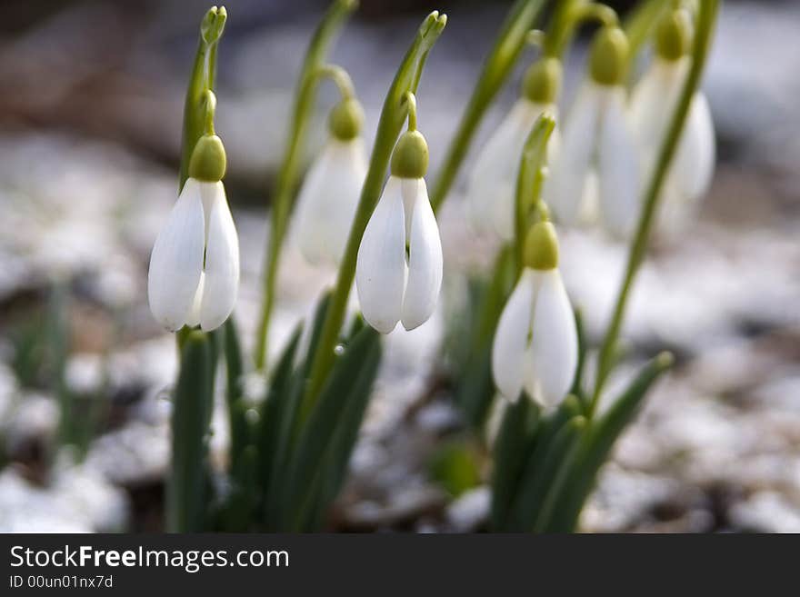 White snowdrops in wood with snow