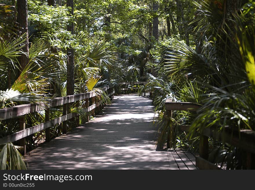 A wooden walkwy through the swamp area in Florida. A wooden walkwy through the swamp area in Florida