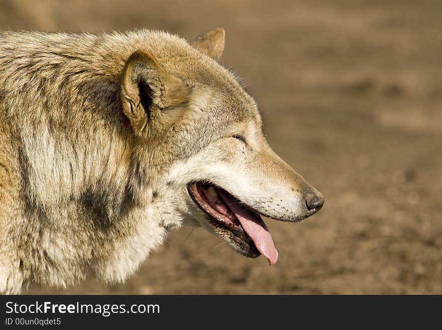 Gray wolf blinking at sun