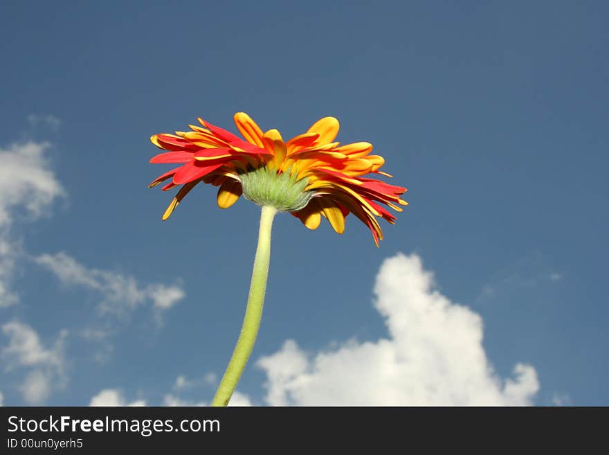 Red and yellow flower