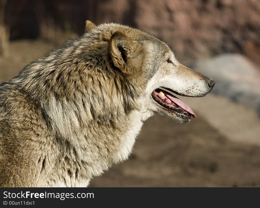 Wolf looking forward and breathing heavily