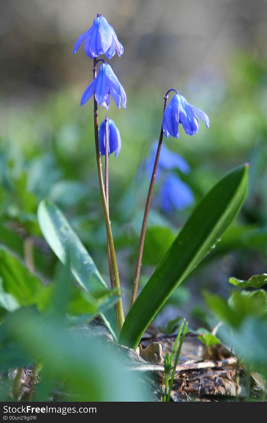 Blue snowdrops in wood