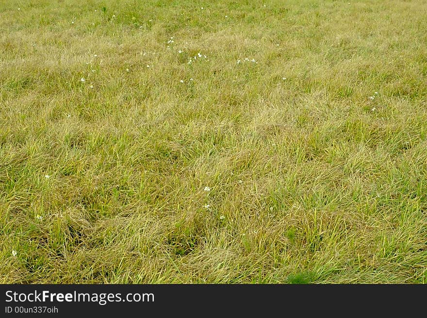 Photo of green grass meadow with camomile flowers. Photo of green grass meadow with camomile flowers