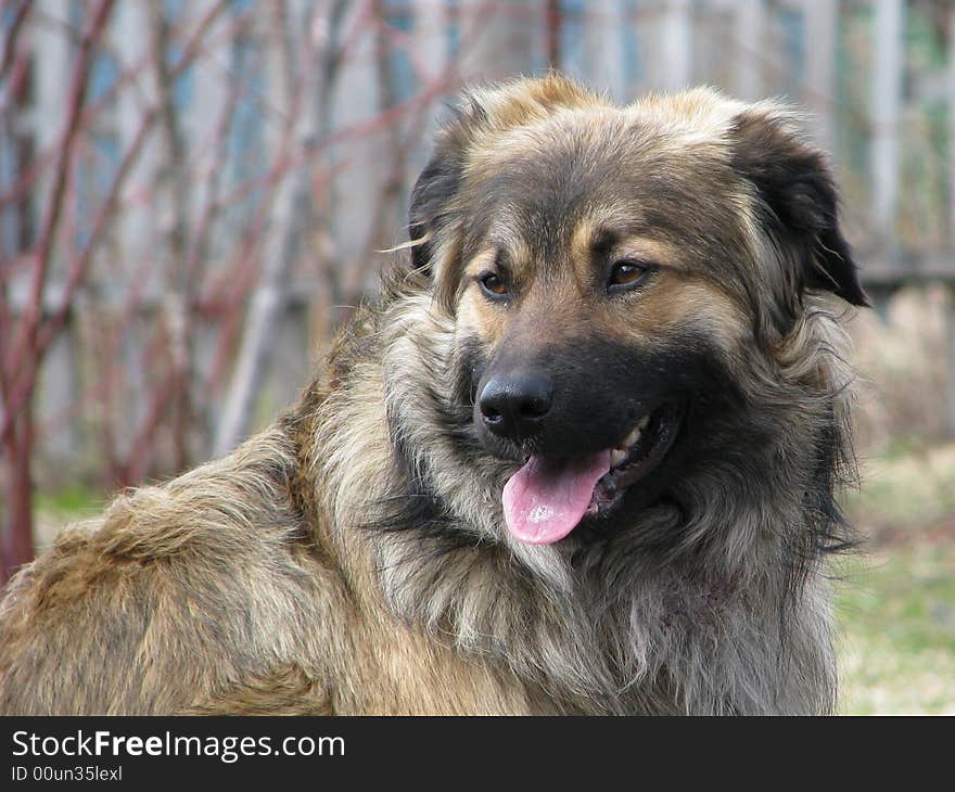 Portrait of a dog in the spring on the nature. Portrait of a dog in the spring on the nature