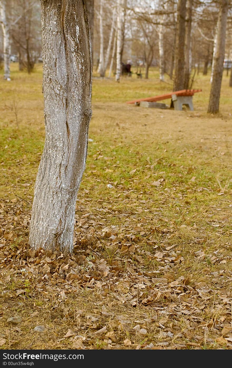 View on the city park, tree trunk and broken bench. View on the city park, tree trunk and broken bench