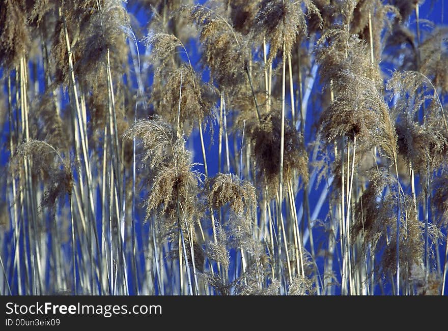 Reed on the shore of a lake