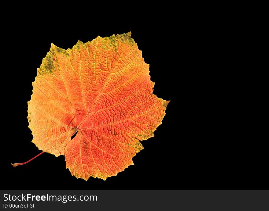 Grape leaf in fall isolated over black. Grape leaf in fall isolated over black.