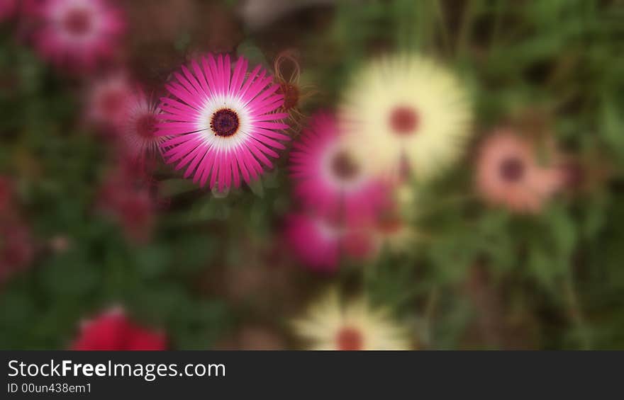 Beautiful  flower  isoalated with  flower background. Beautiful  flower  isoalated with  flower background