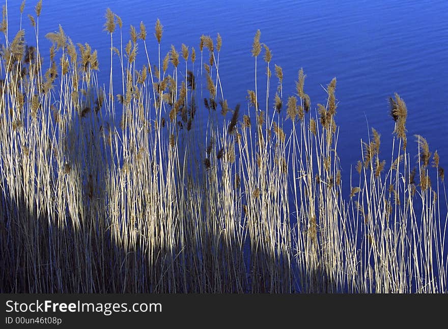 Reed on the shore of a lake