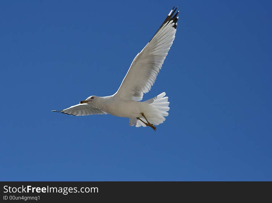 Seagull