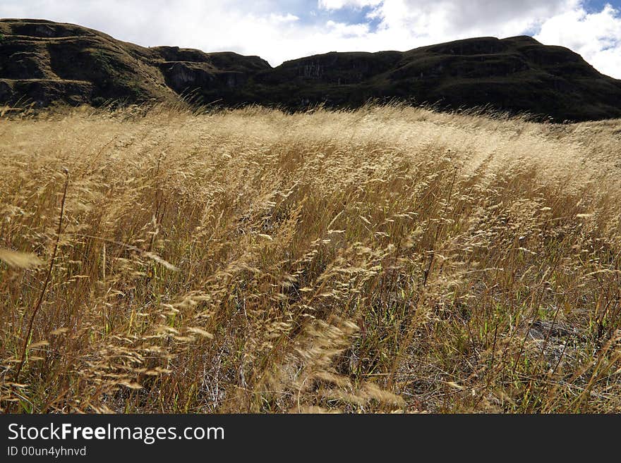 Long golden grass blowing in the wind. Long golden grass blowing in the wind