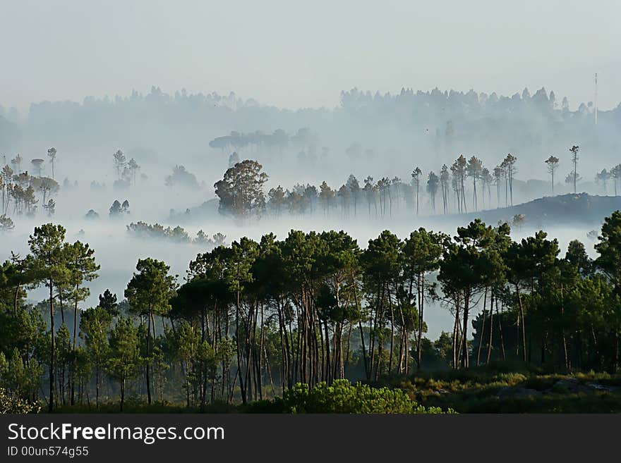 Fog in the forest