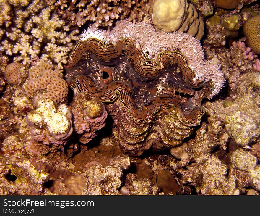 Giant clam