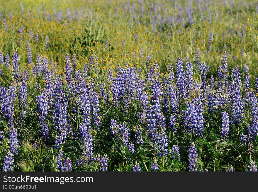 Lupin field