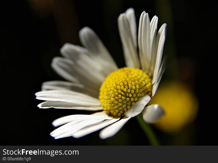 A daisy catches the midday sun.