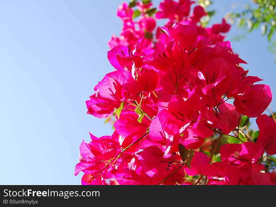 Beautiful red flower against the background blue sky