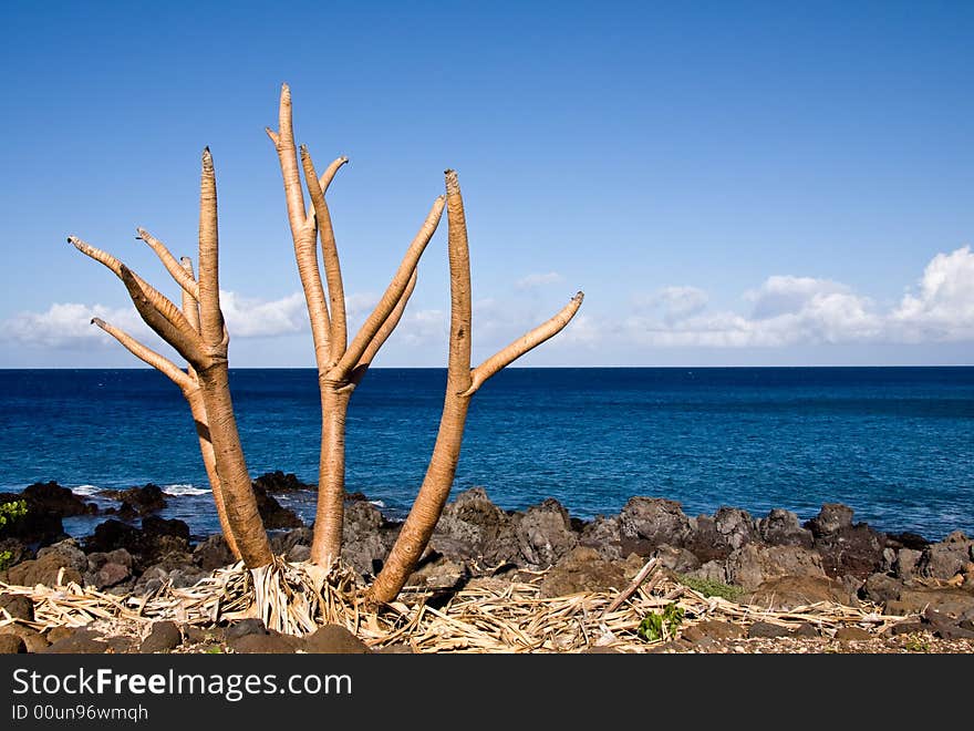 Bare Tree Limbs By The Ocean