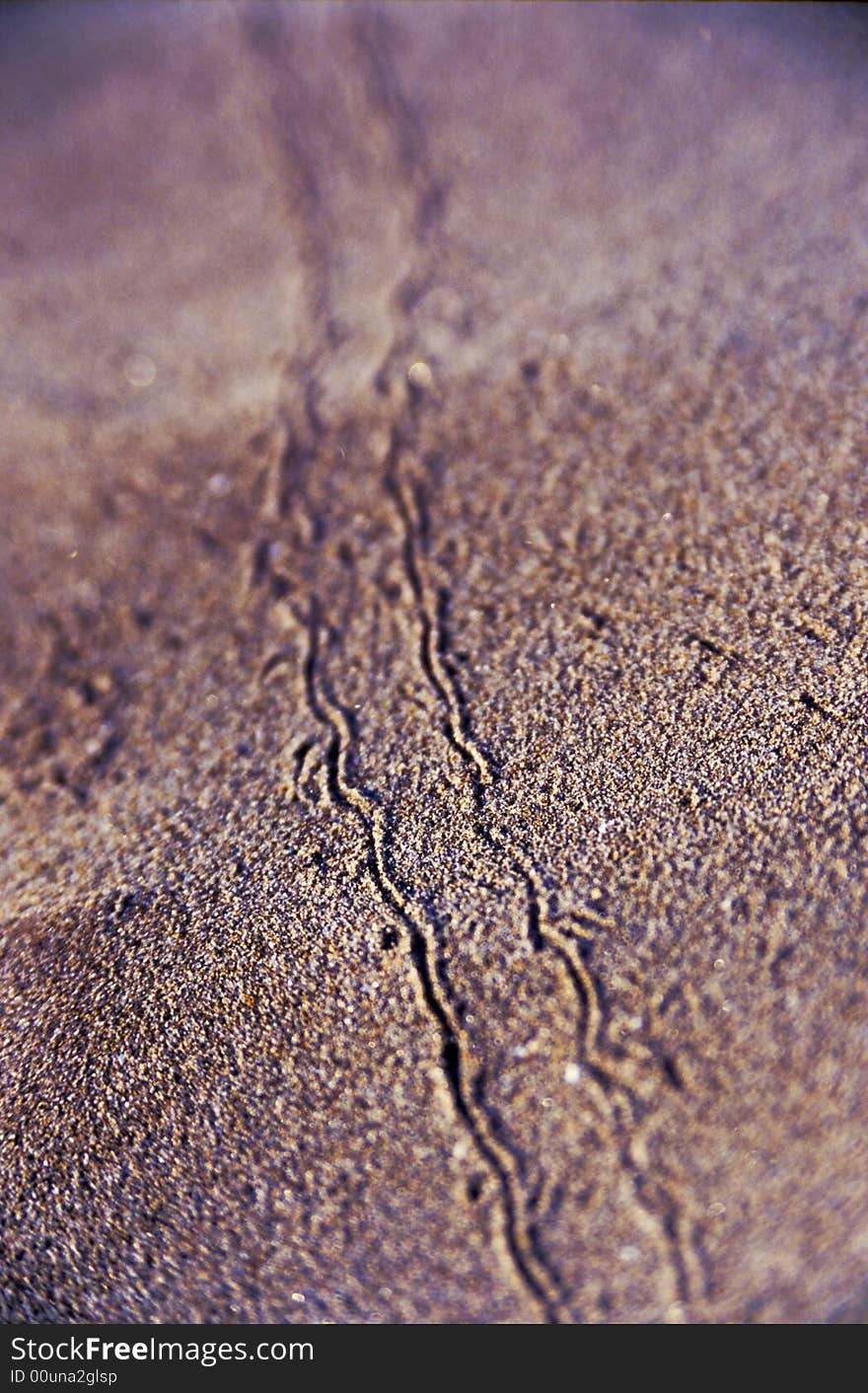 Traces of a small insect on sand. Closeup, texture. Traces of a small insect on sand. Closeup, texture