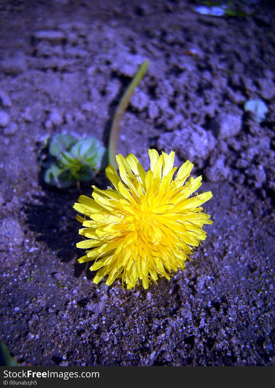 Dandelion