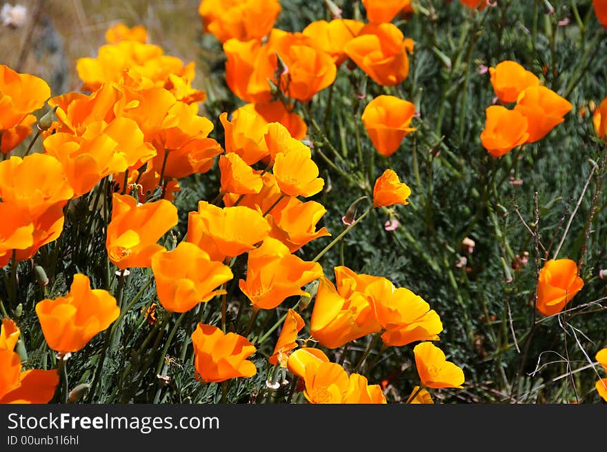 California poppy is a state flower of california. California poppy is a state flower of california