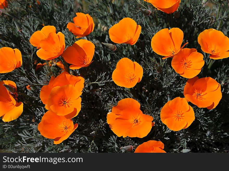 California poppy is a state flower of california. California poppy is a state flower of california
