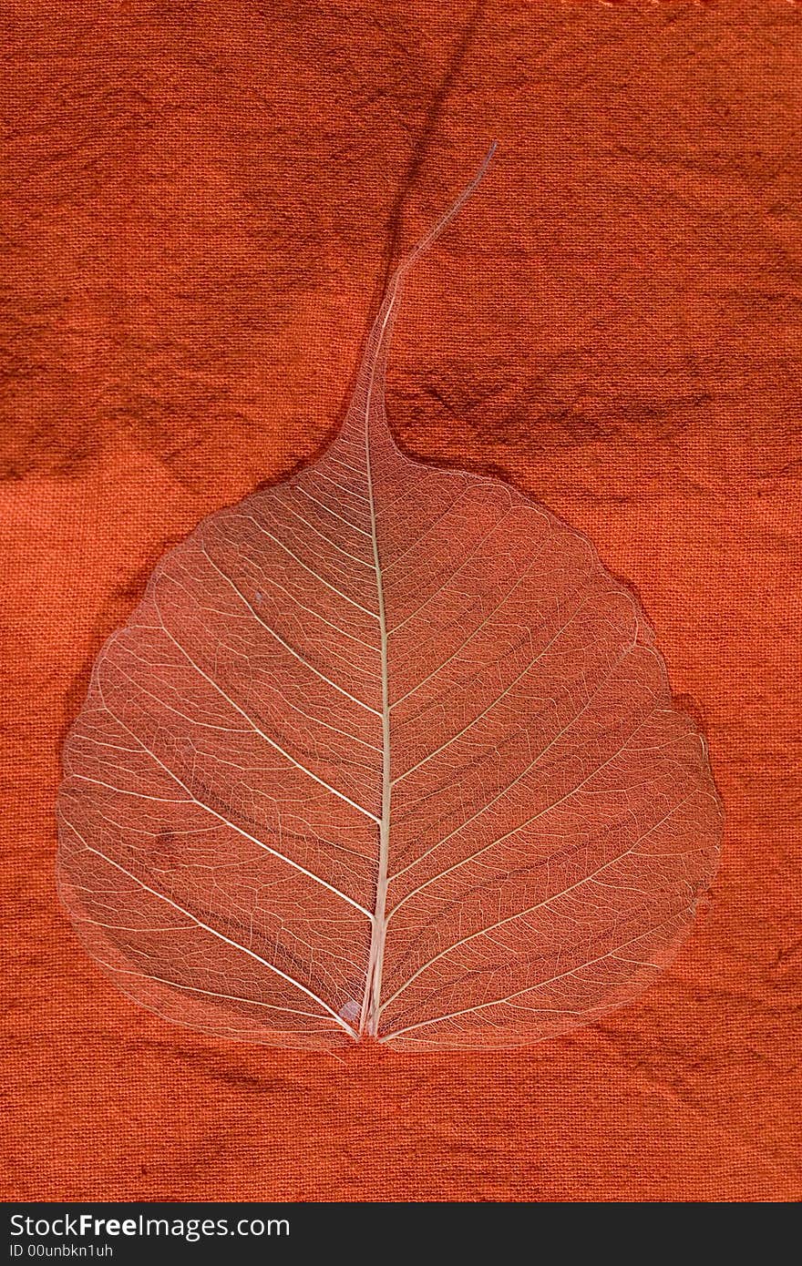 a leaf on orange fabric. a leaf on orange fabric