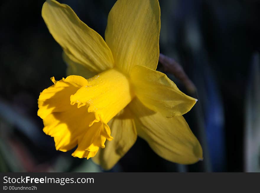 Spring yellow daffodils in the mountains