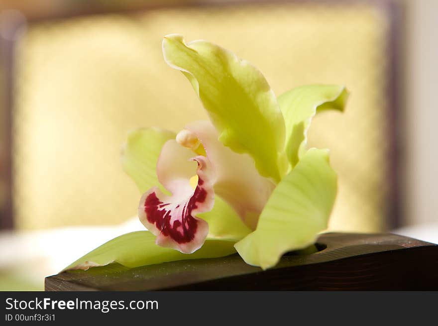 An image of a sun drenched beautiful romantic orchid