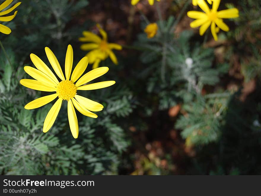 Close up of a yellow daisy