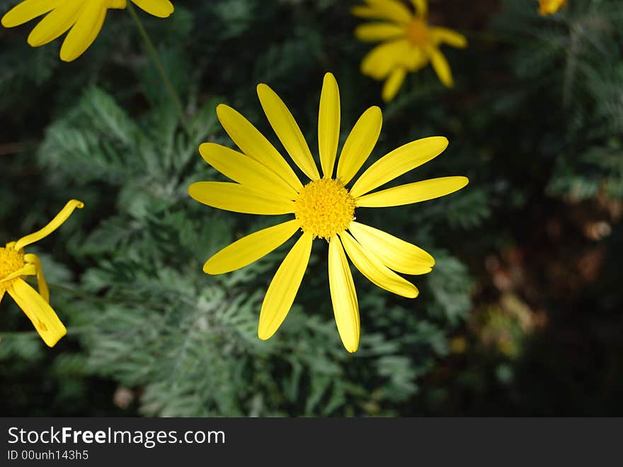 Close up of a yellow daisy