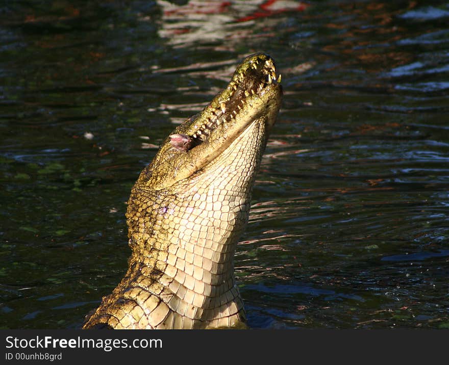 Crocodile Swallow