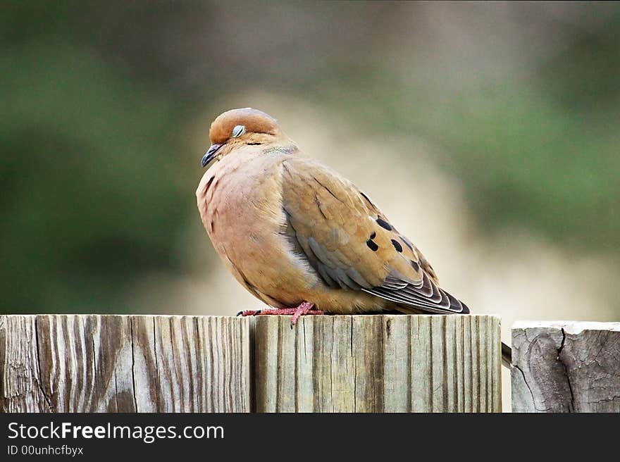 Pigeon Sleeping