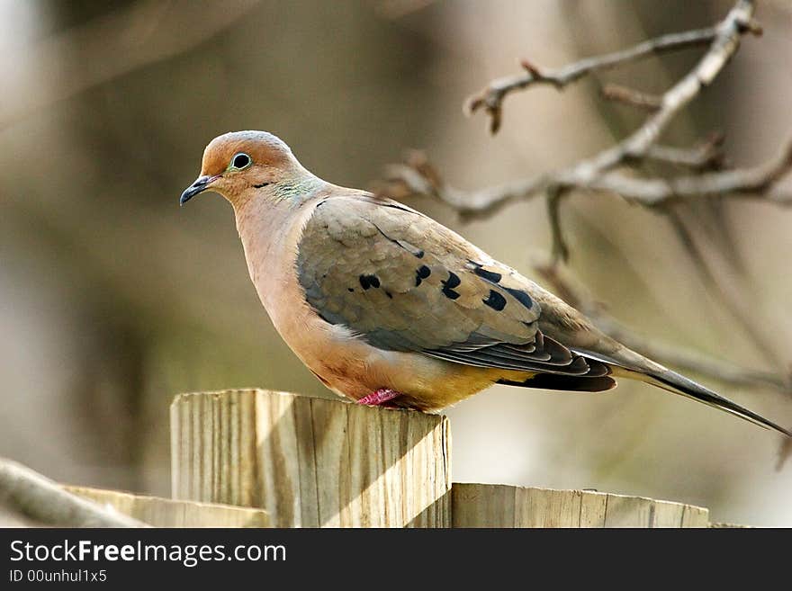 Pigeon Perching