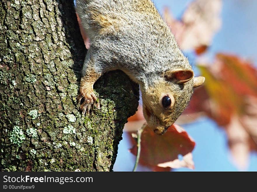 Squirrel Climbing Down Tree