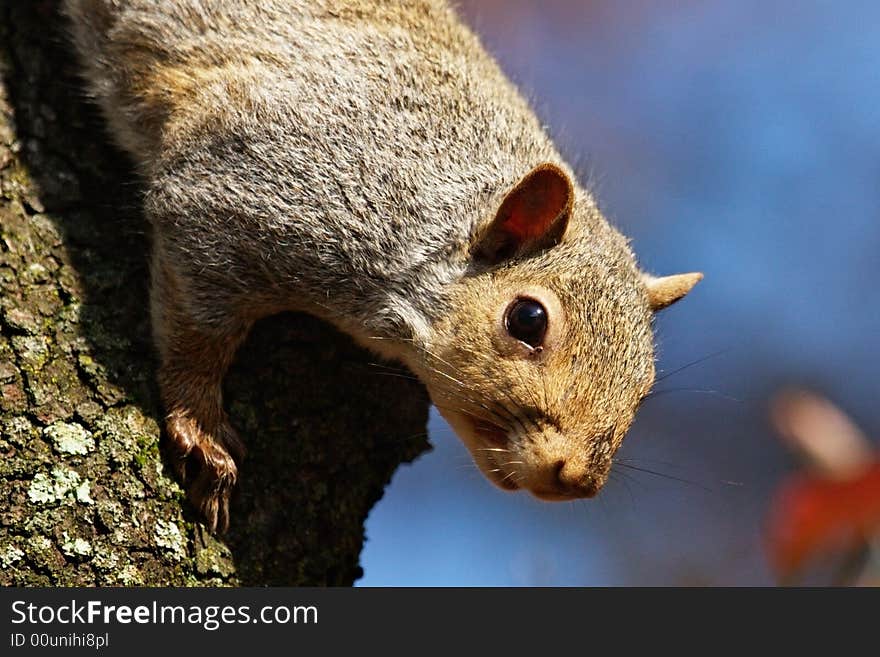 Squirrel Climbing Down Tree