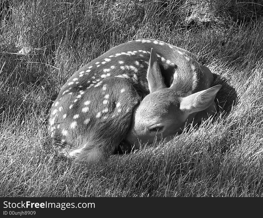 Newborn fawn with spots in wisconsin