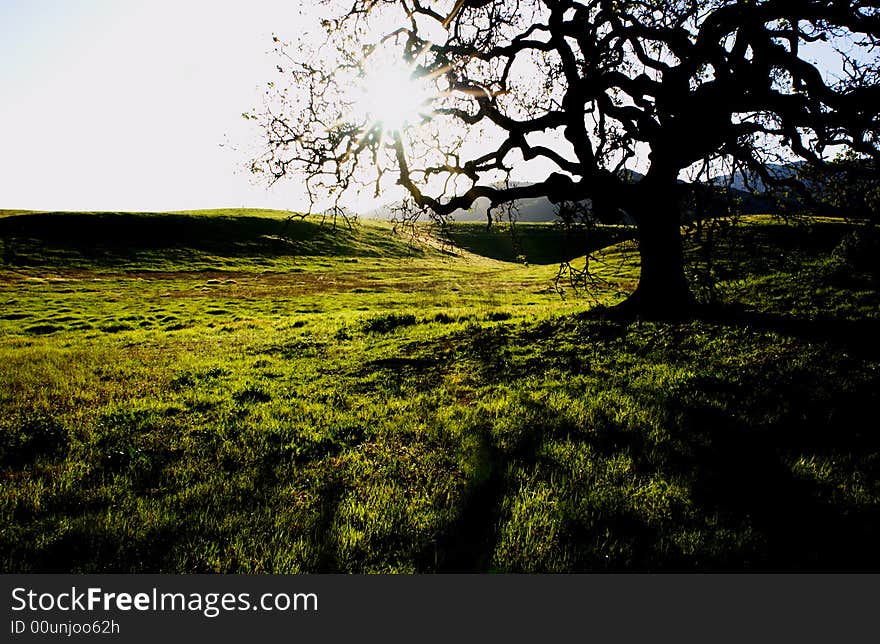 A silhouette of a oak tree at point mugu state park in the santa monica Mountain, california. usa