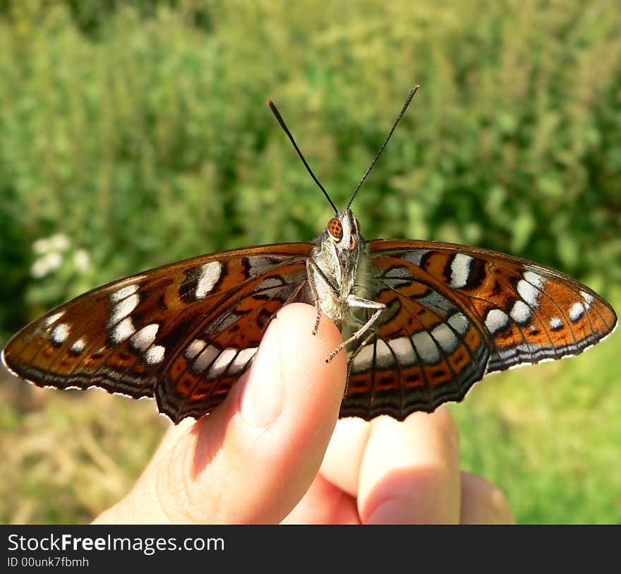 The butterfly sit on a hand. The butterfly sit on a hand.