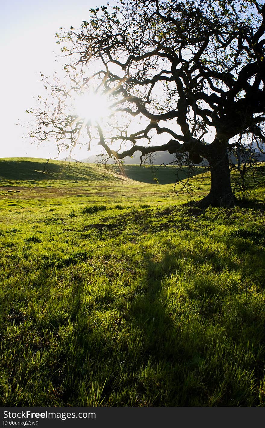 A silhouette of a oak tree at point mugu state park in the santa monica Mountain, california. usa