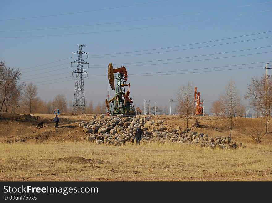 In the flock of sheep of the oilwell field