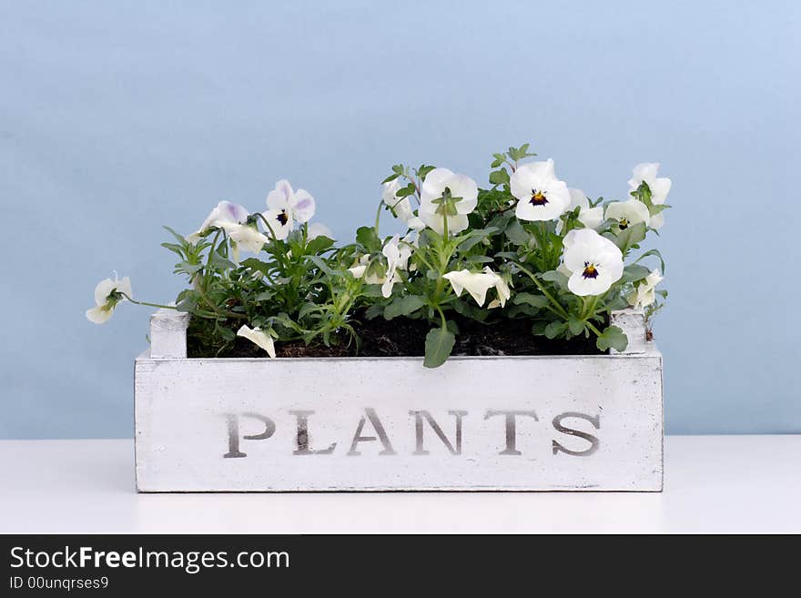 White pansies in a wooden box. White pansies in a wooden box