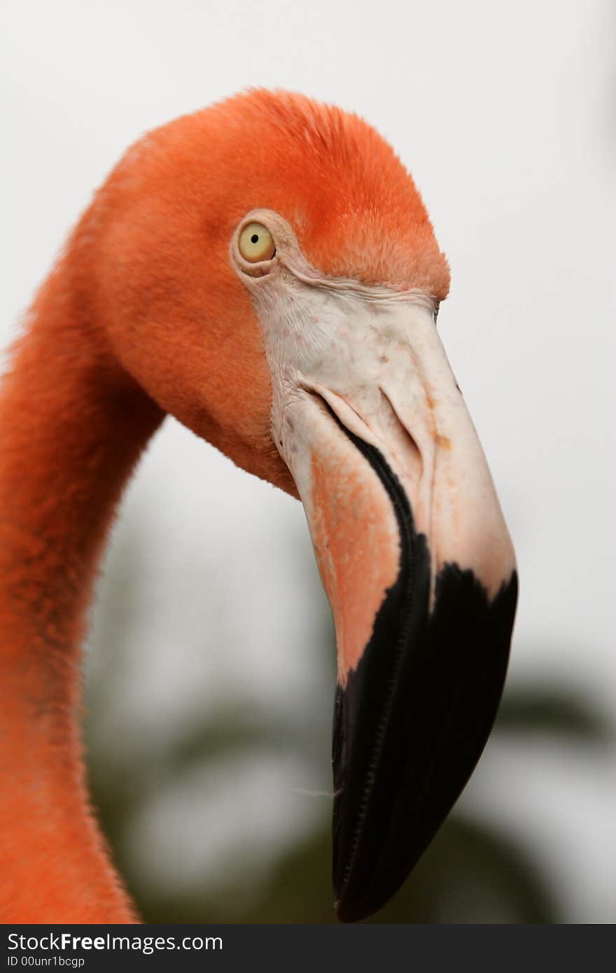 Head of flamingo