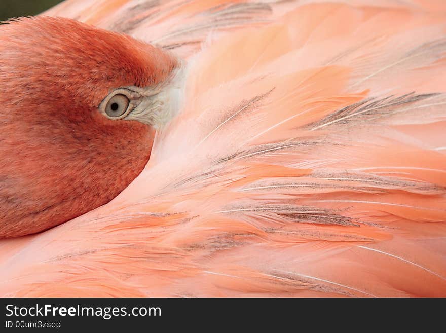 Flamingo young bird looking eyes pink feather jungle wildlife. Flamingo young bird looking eyes pink feather jungle wildlife