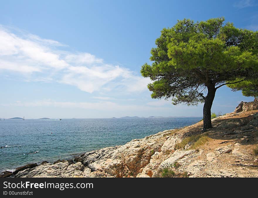 Alone tree with beautiful beach. Alone tree with beautiful beach