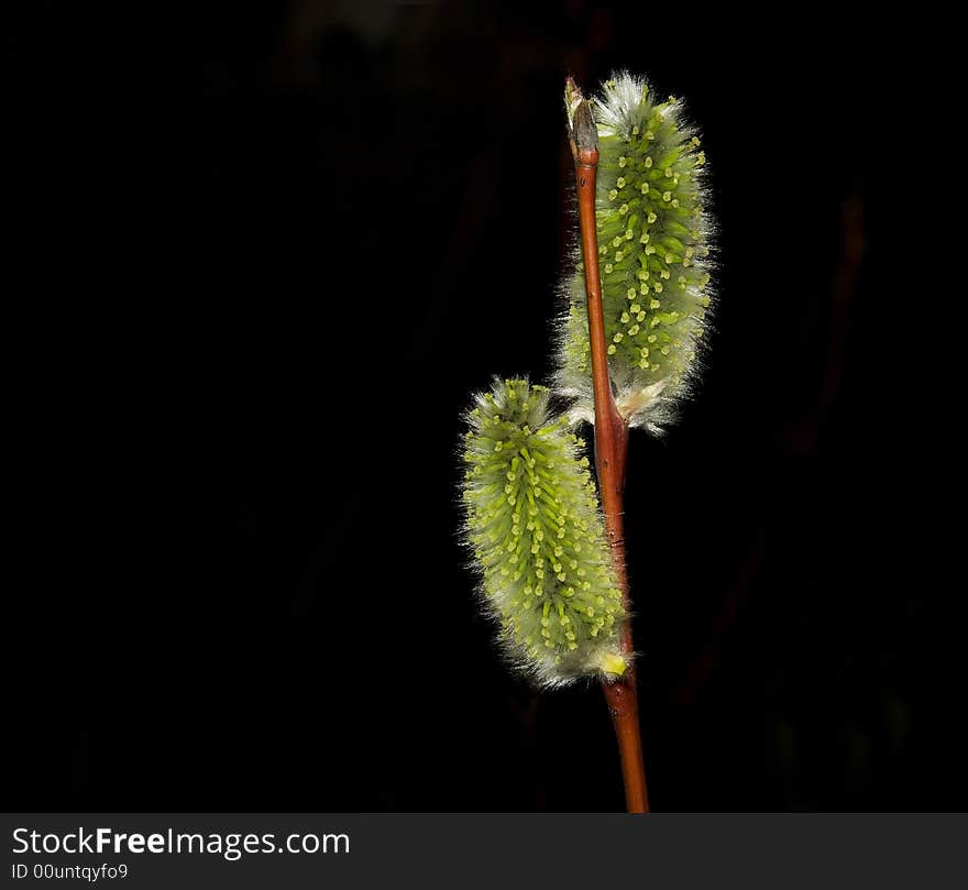 Branch of willow on a black background. Branch of willow on a black background.